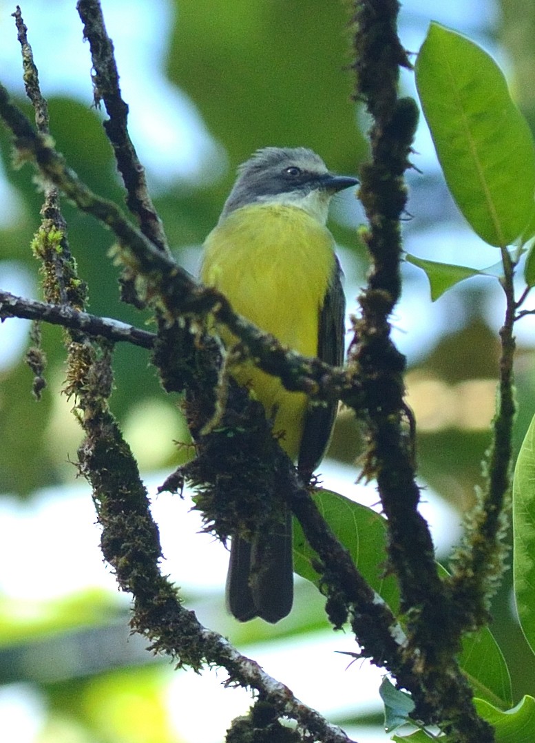 Gray-capped Flycatcher - Woody Gillies