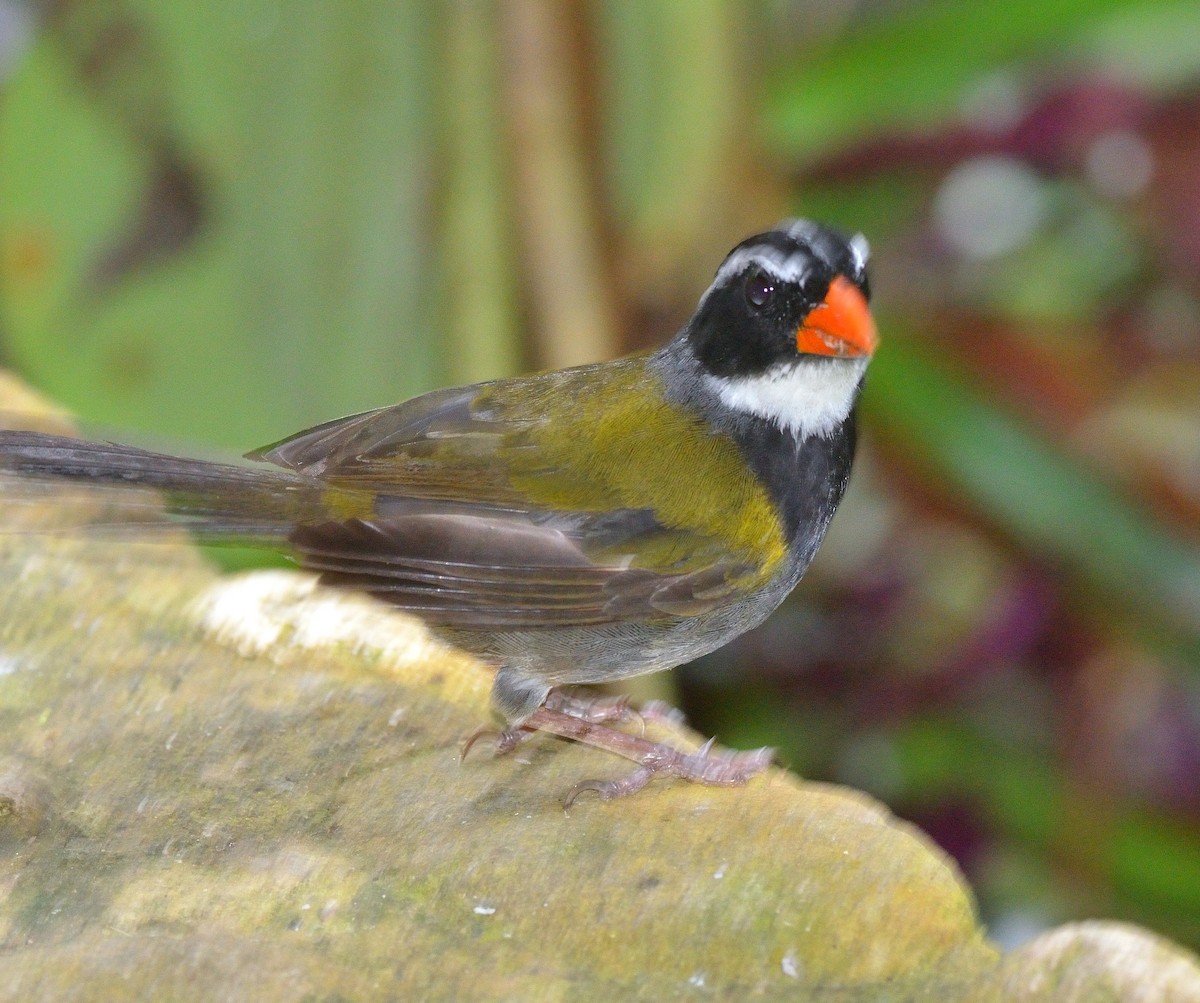 Orange-billed Sparrow - ML171730841