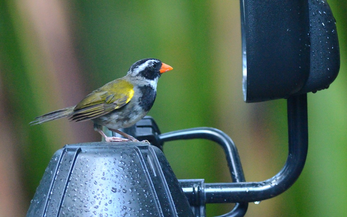 Orange-billed Sparrow - ML171730891