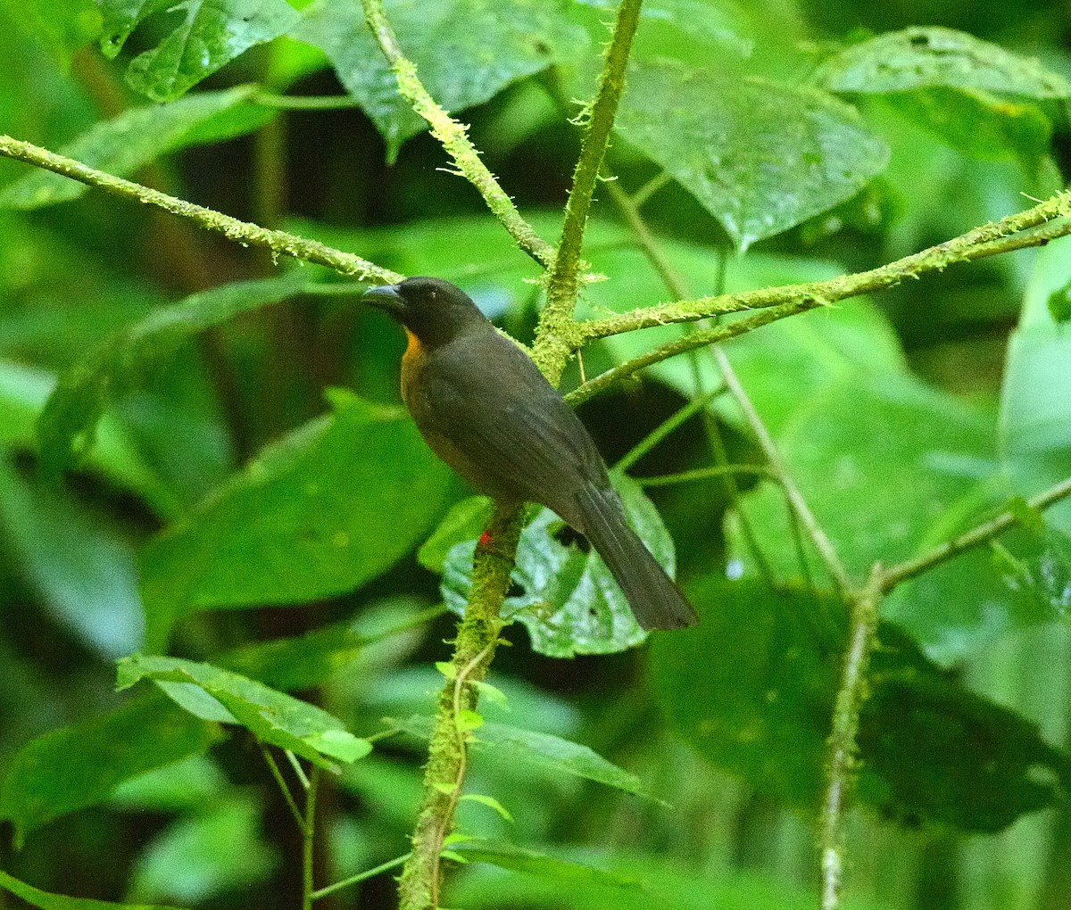 Black-cheeked Ant-Tanager - ML171731251