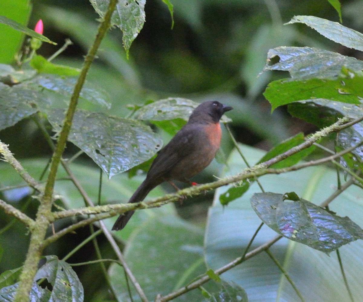 Black-cheeked Ant-Tanager - ML171731291