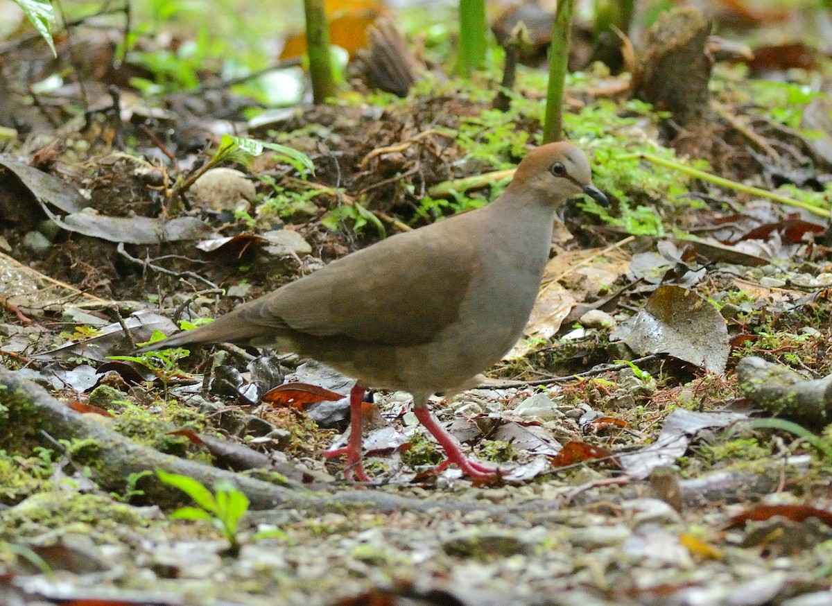 Gray-chested Dove - Woody Gillies
