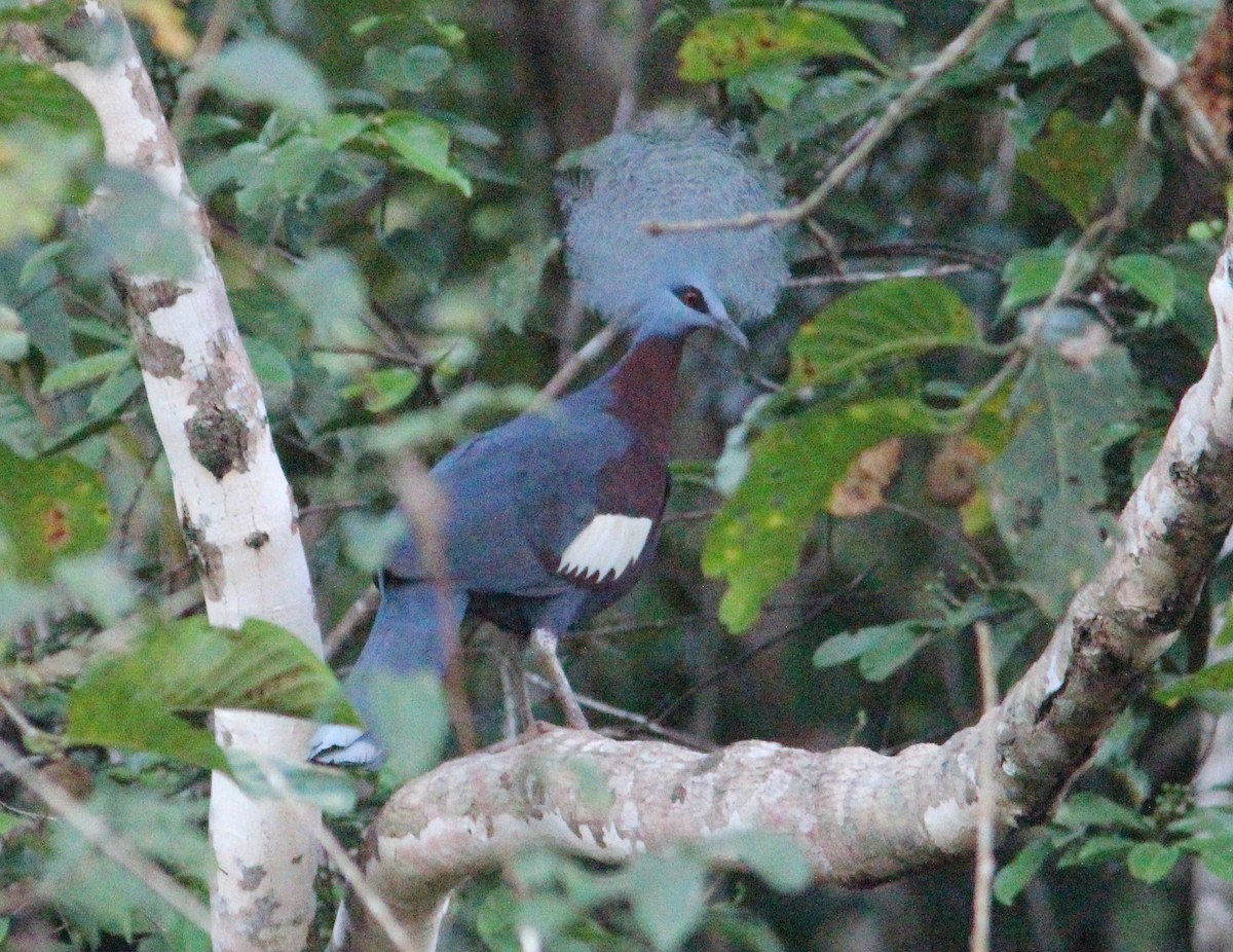 Sclater's Crowned-Pigeon - ML171733041