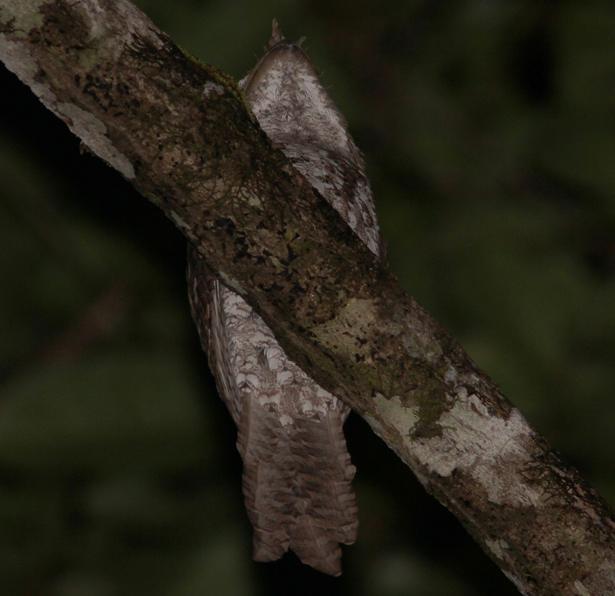 Marbled Frogmouth - ML171733771