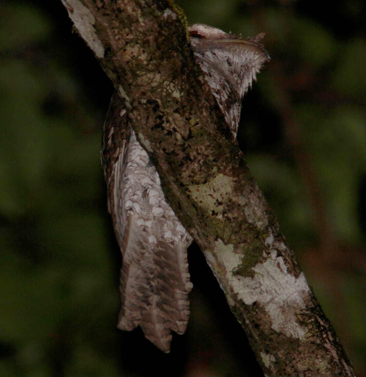 Marbled Frogmouth - ML171733781