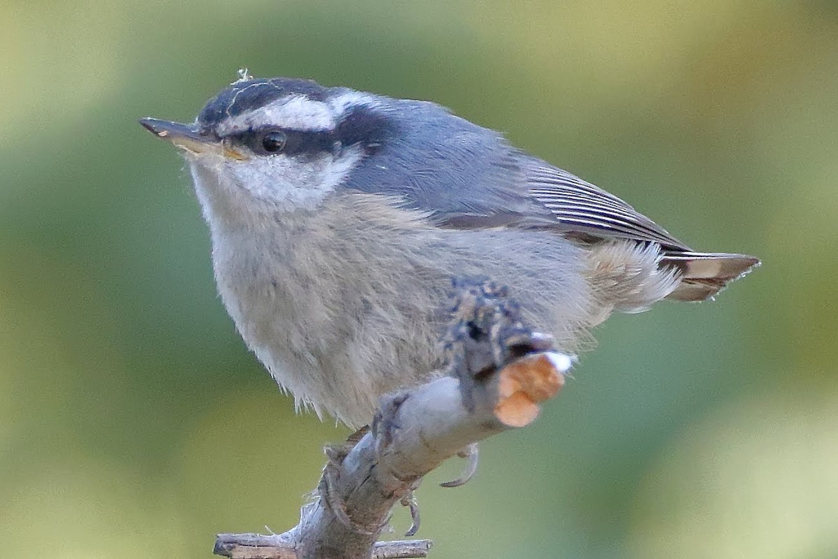 Red-breasted Nuthatch - ML171740761