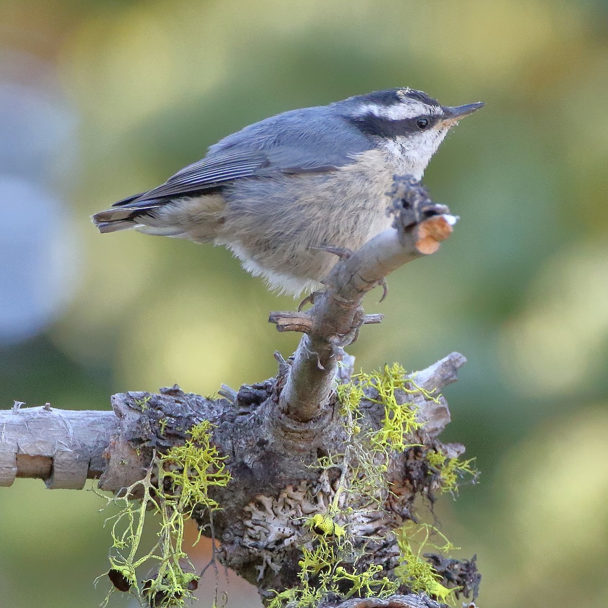 Red-breasted Nuthatch - Keith Leland