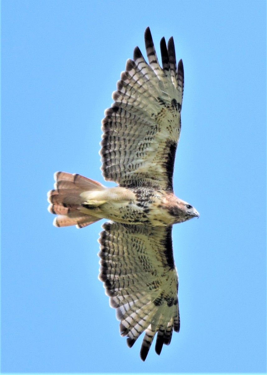Red-tailed Hawk (abieticola) - John Siller