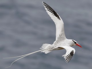  - Red-billed Tropicbird