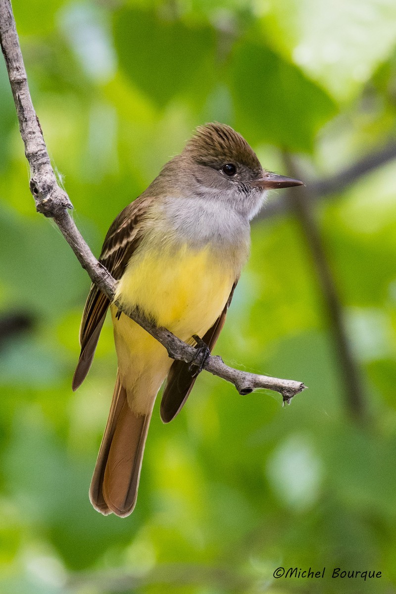 Great Crested Flycatcher - ML171754161