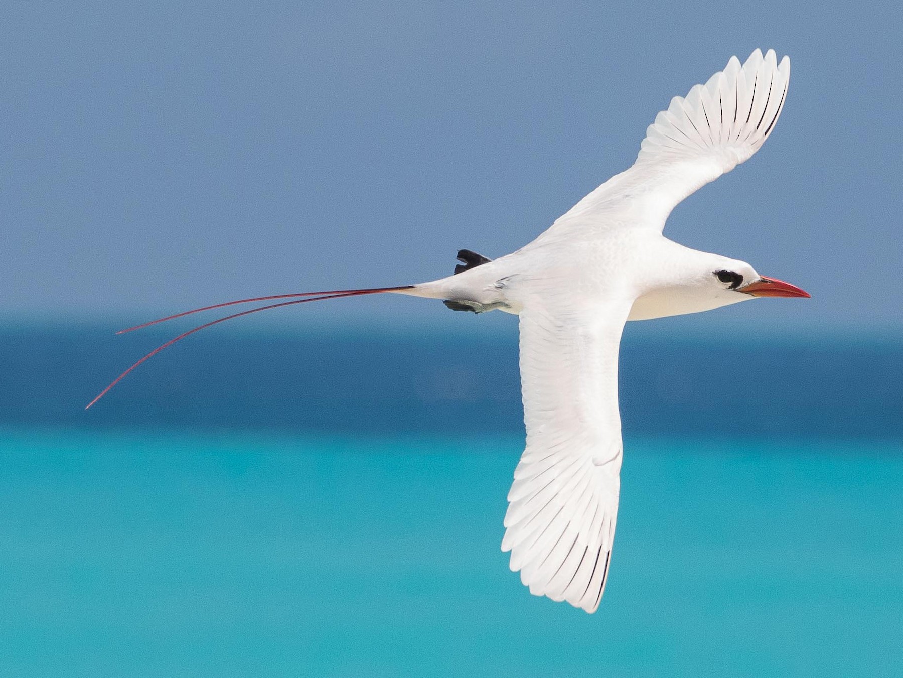 Red-tailed Tropicbird - Eric VanderWerf