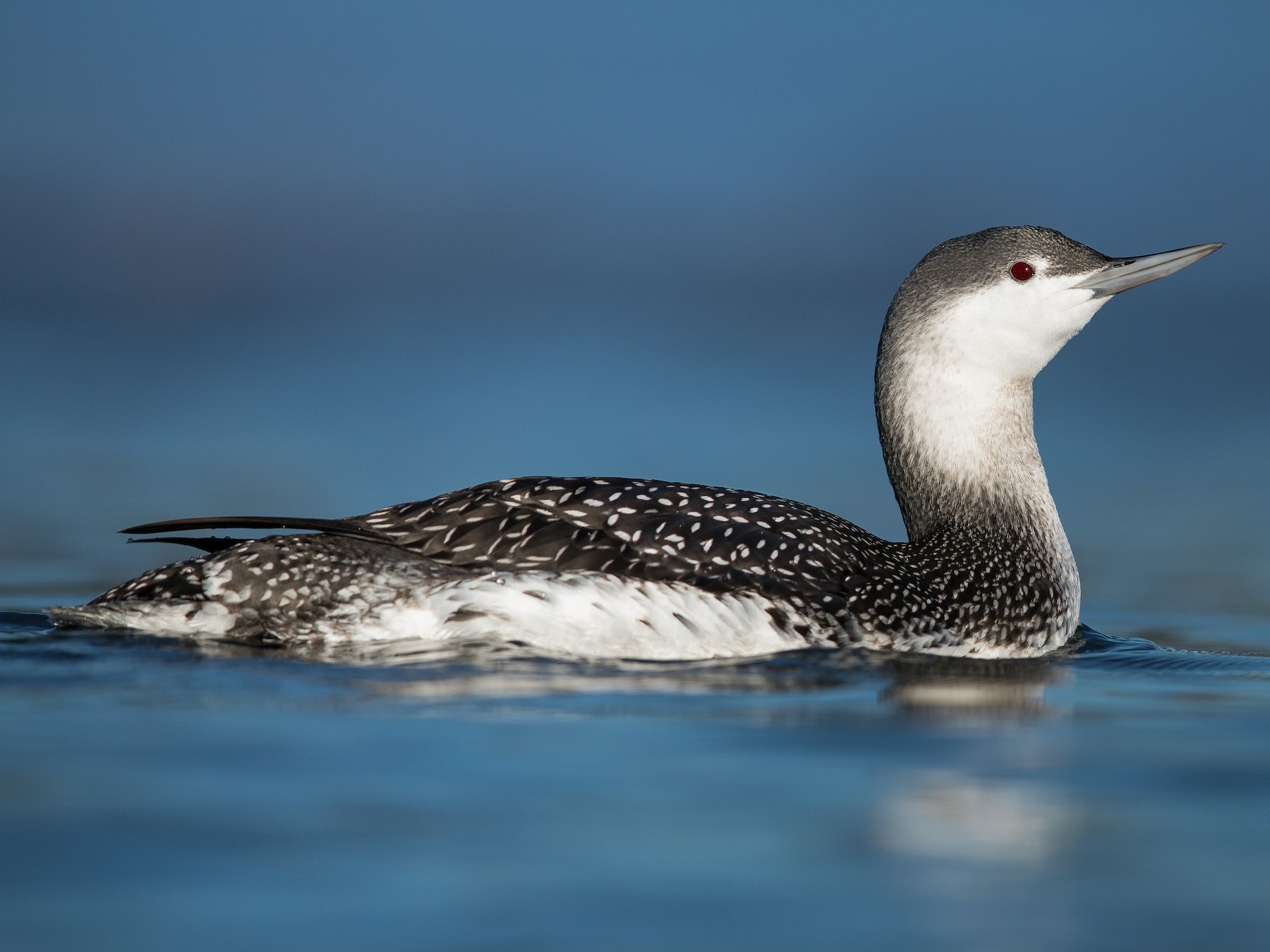 Red-throated Loon - Dorian Anderson