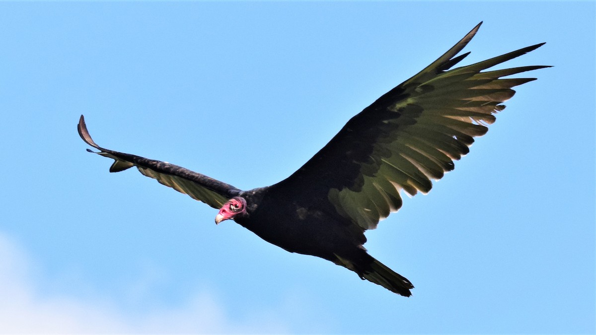 Turkey Vulture - ML171757541