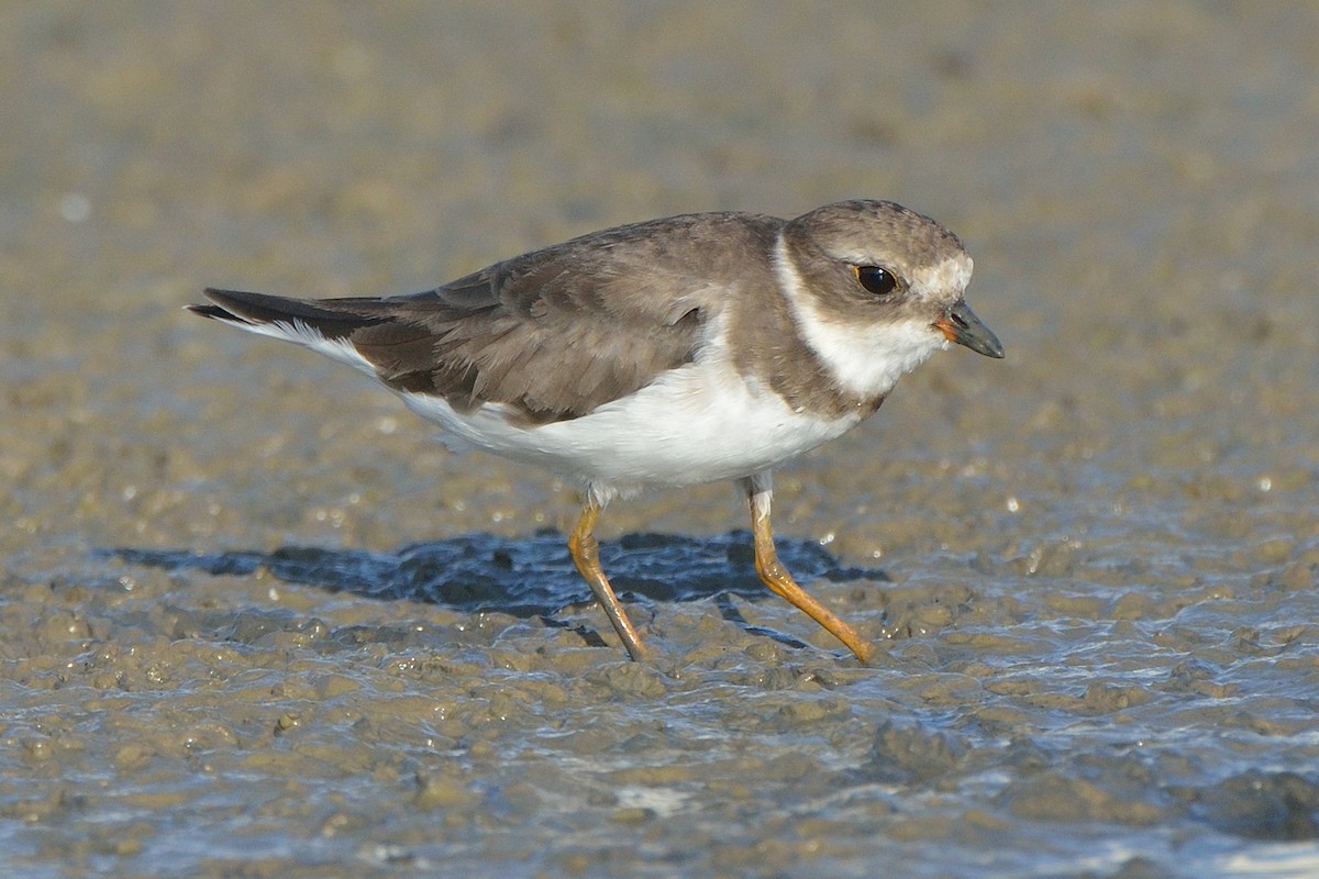 Semipalmated Plover - ML171758501