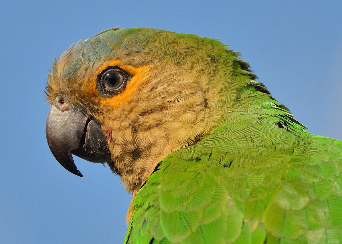 Brown-throated Parakeet - Michiel Oversteegen