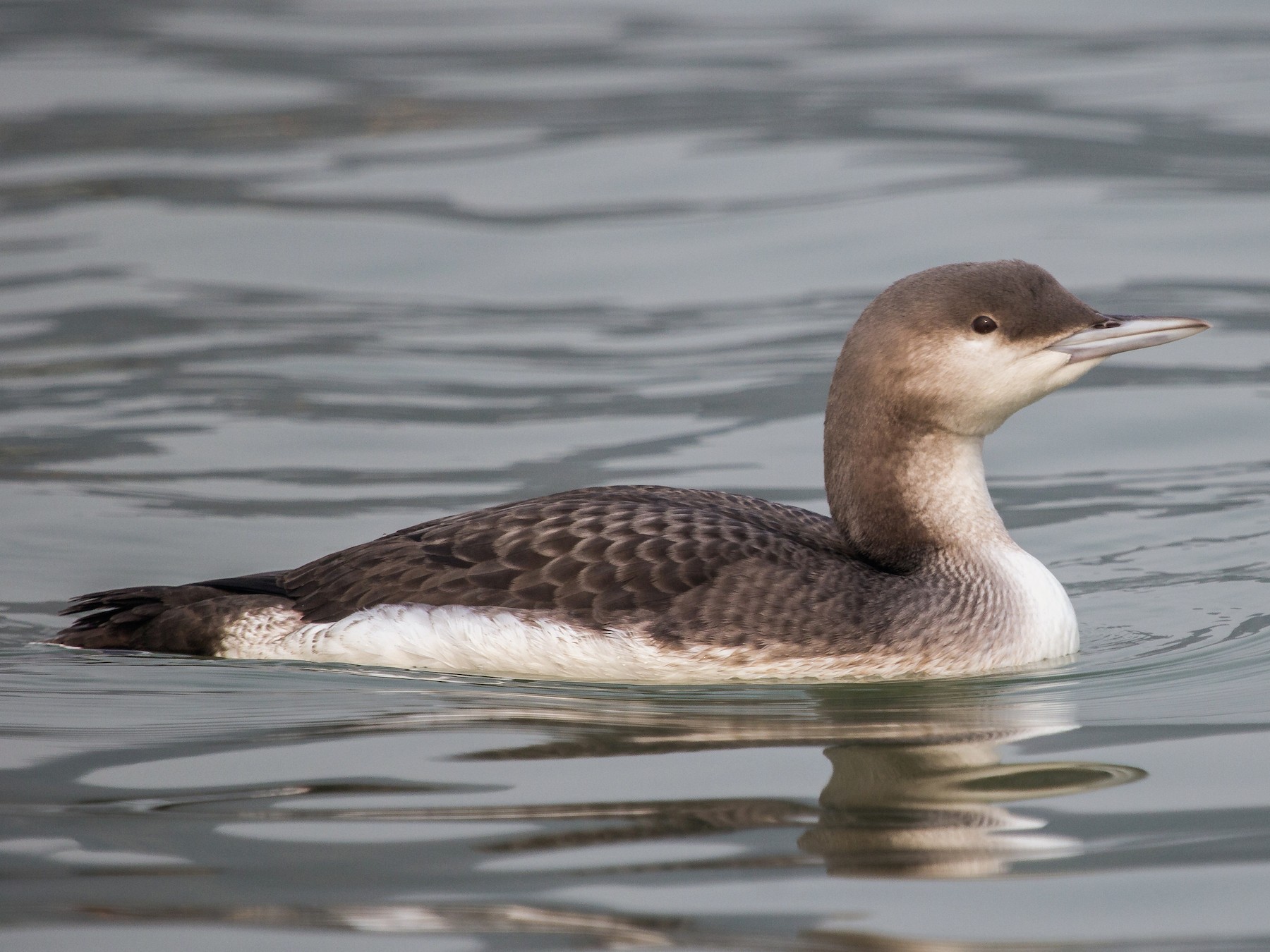 Arctic Loon - Ramit Singal