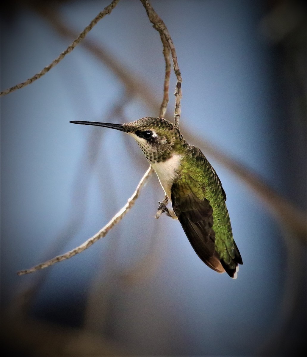 Ruby-throated Hummingbird - Evan Pannkuk