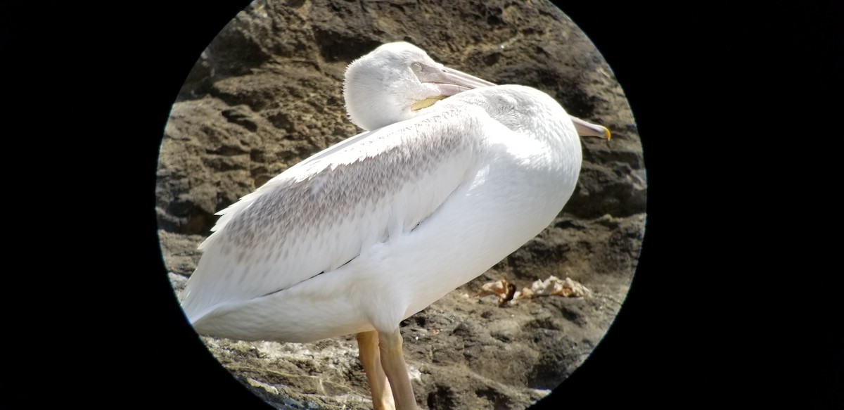 American White Pelican - ML171759441