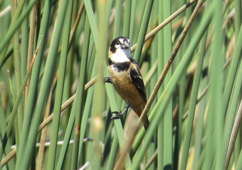 Rusty-collared Seedeater - ML171761971