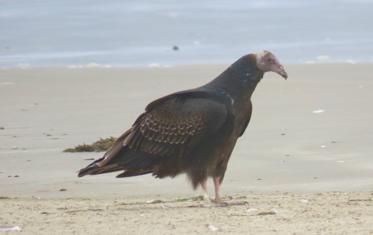 Turkey Vulture - ML171763101