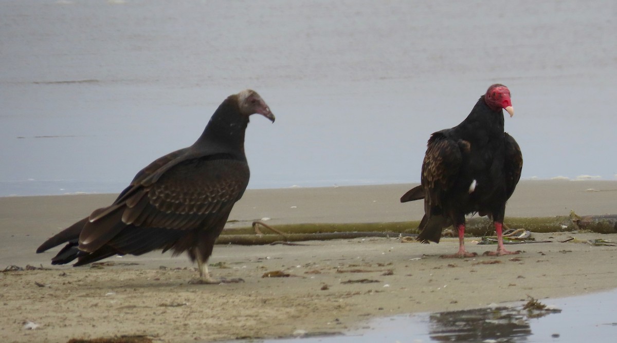 Turkey Vulture - ML171763111