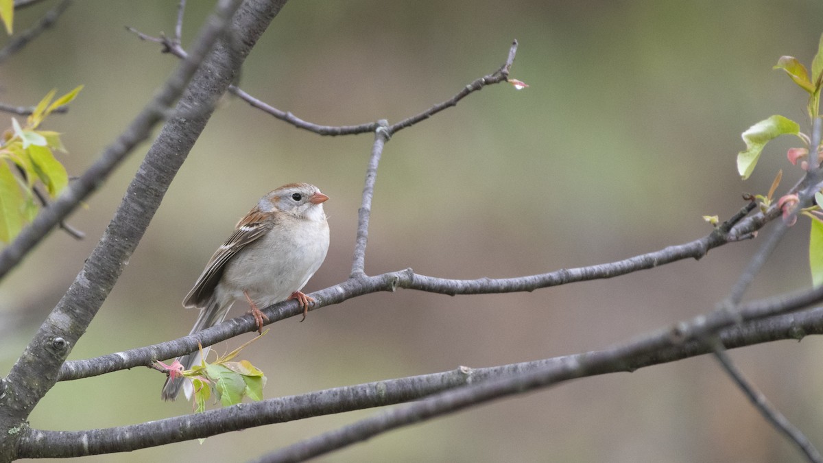 Field Sparrow - ML171770221