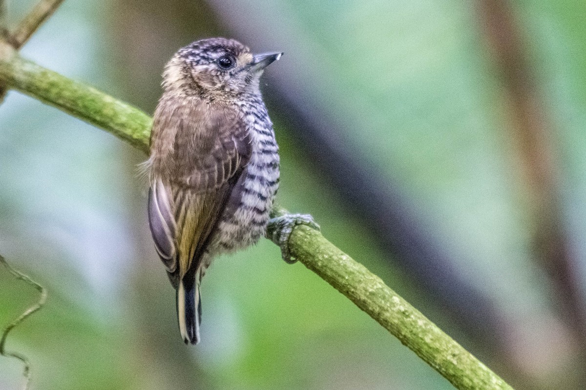 White-barred Piculet - ML171772391