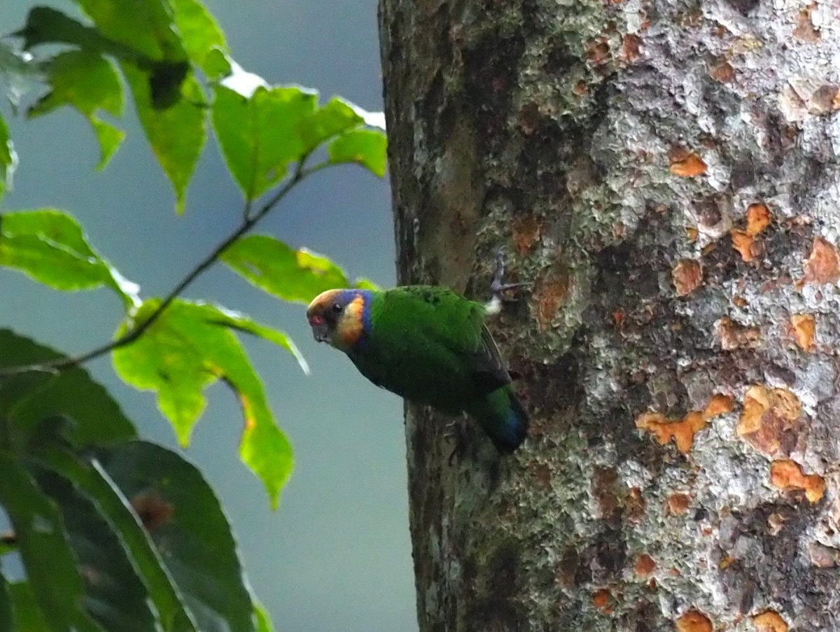 Red-breasted Pygmy-Parrot - ML171774571
