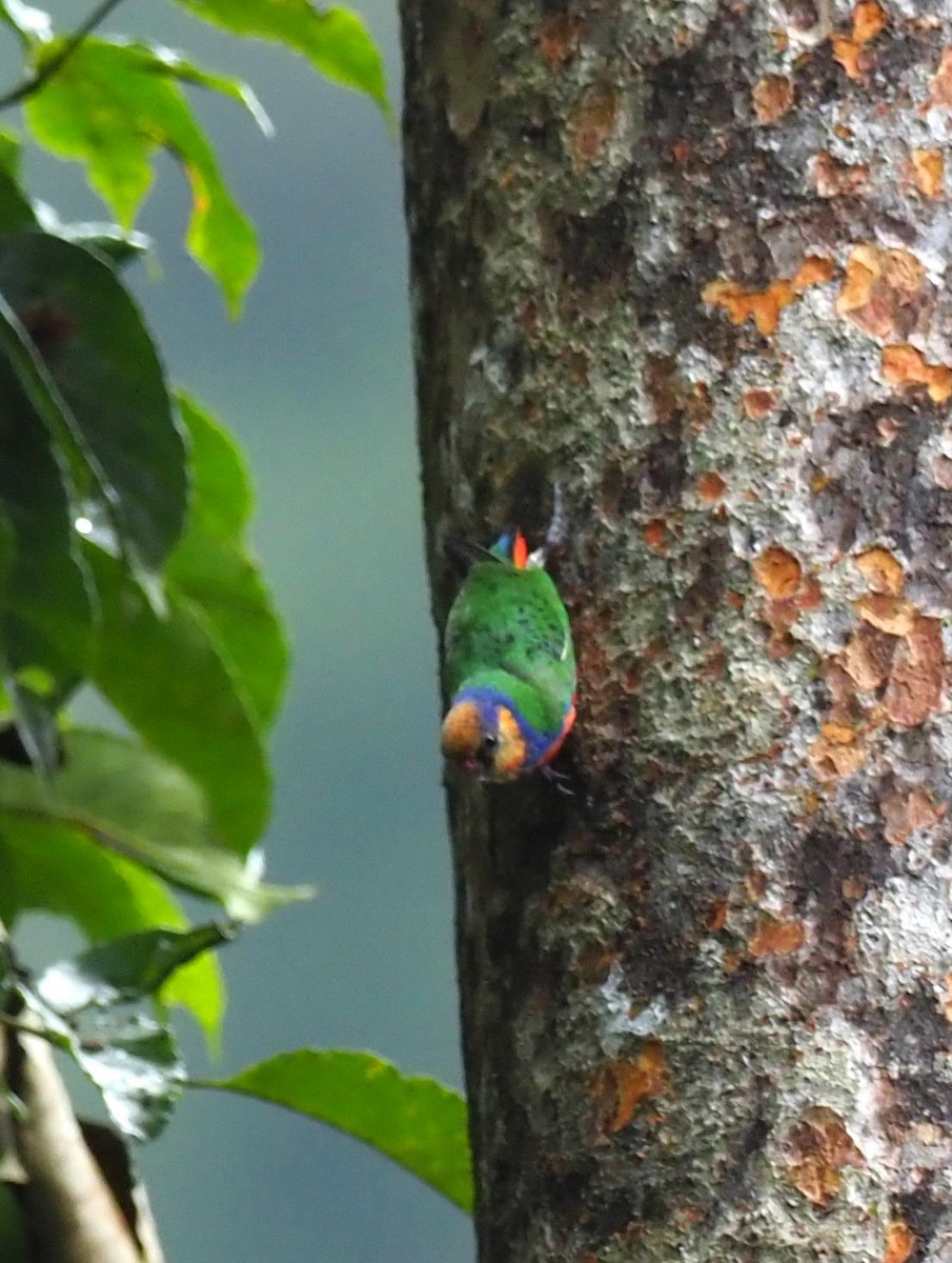 Red-breasted Pygmy-Parrot - ML171774581