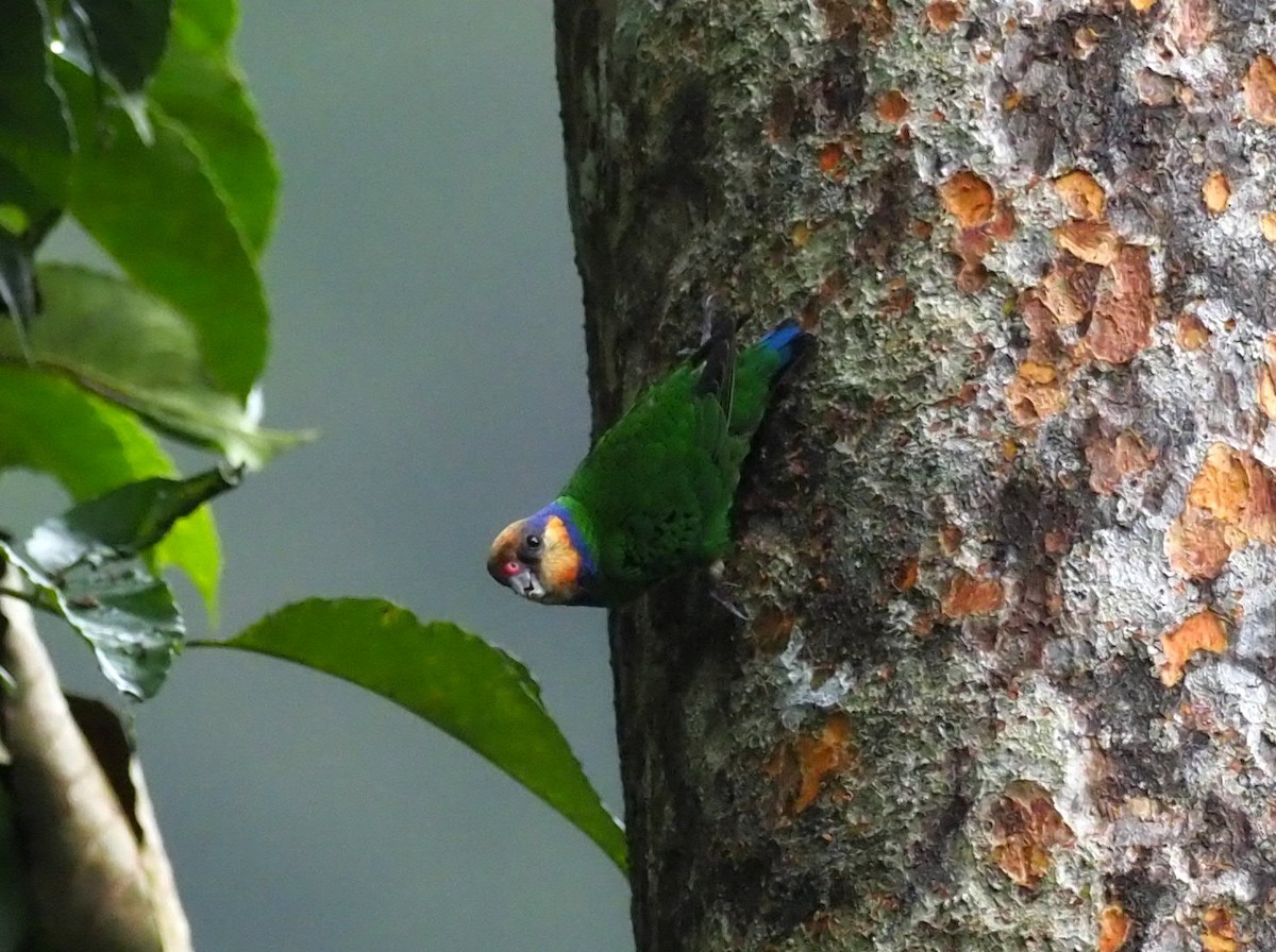 Red-breasted Pygmy-Parrot - Todd Deininger