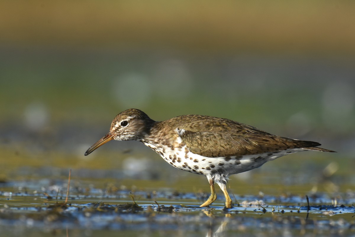 Spotted Sandpiper - Andy Bankert