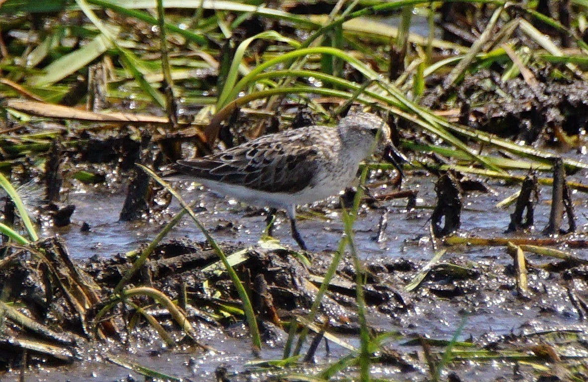 Semipalmated Sandpiper - Dennis Mersky