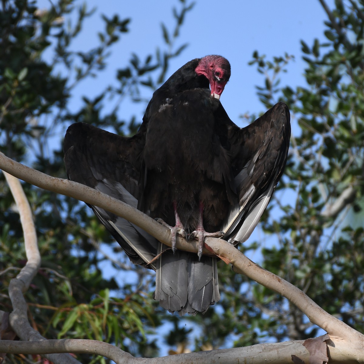 Turkey Vulture - ML171785521