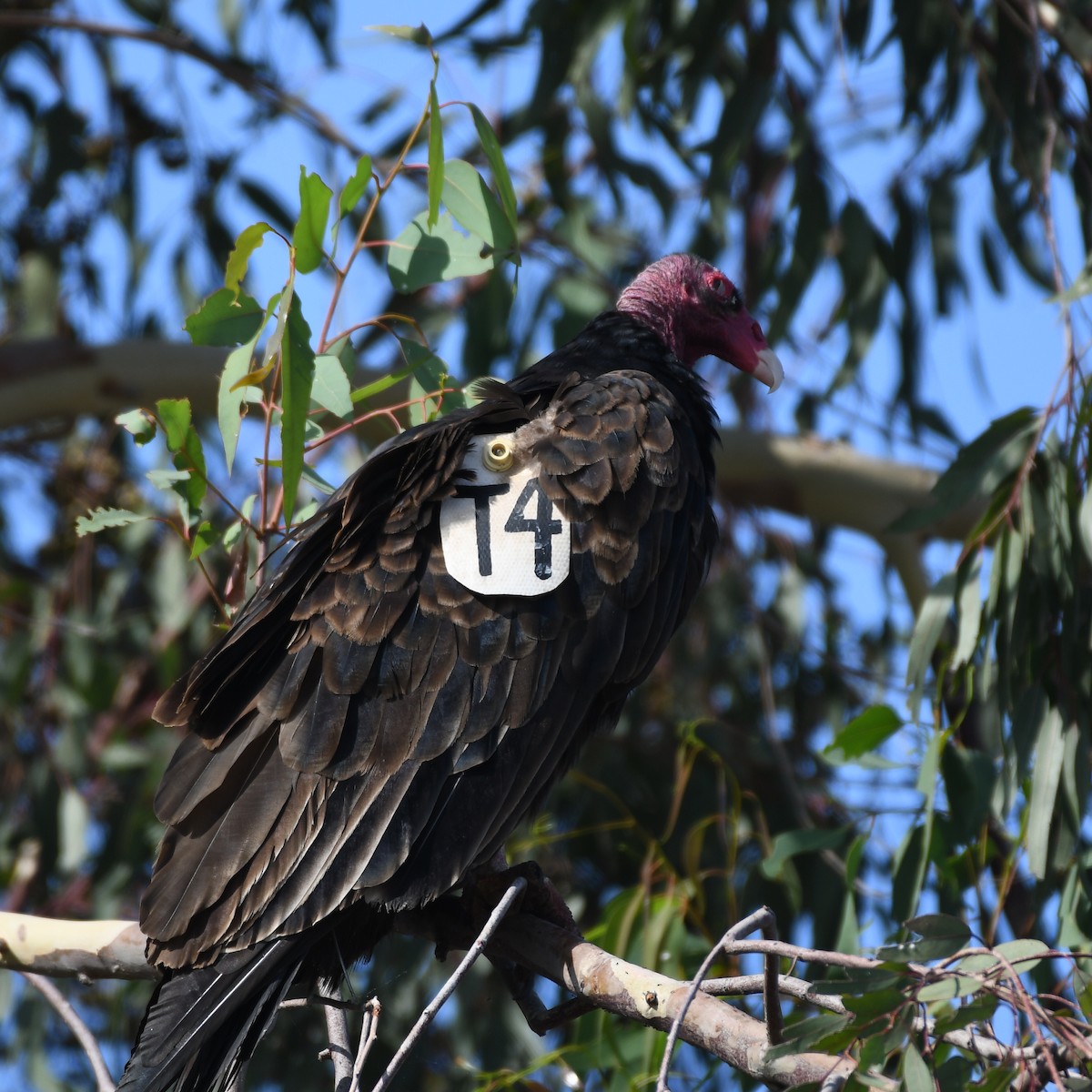 Turkey Vulture - ML171785531