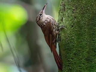  - Lesser Woodcreeper