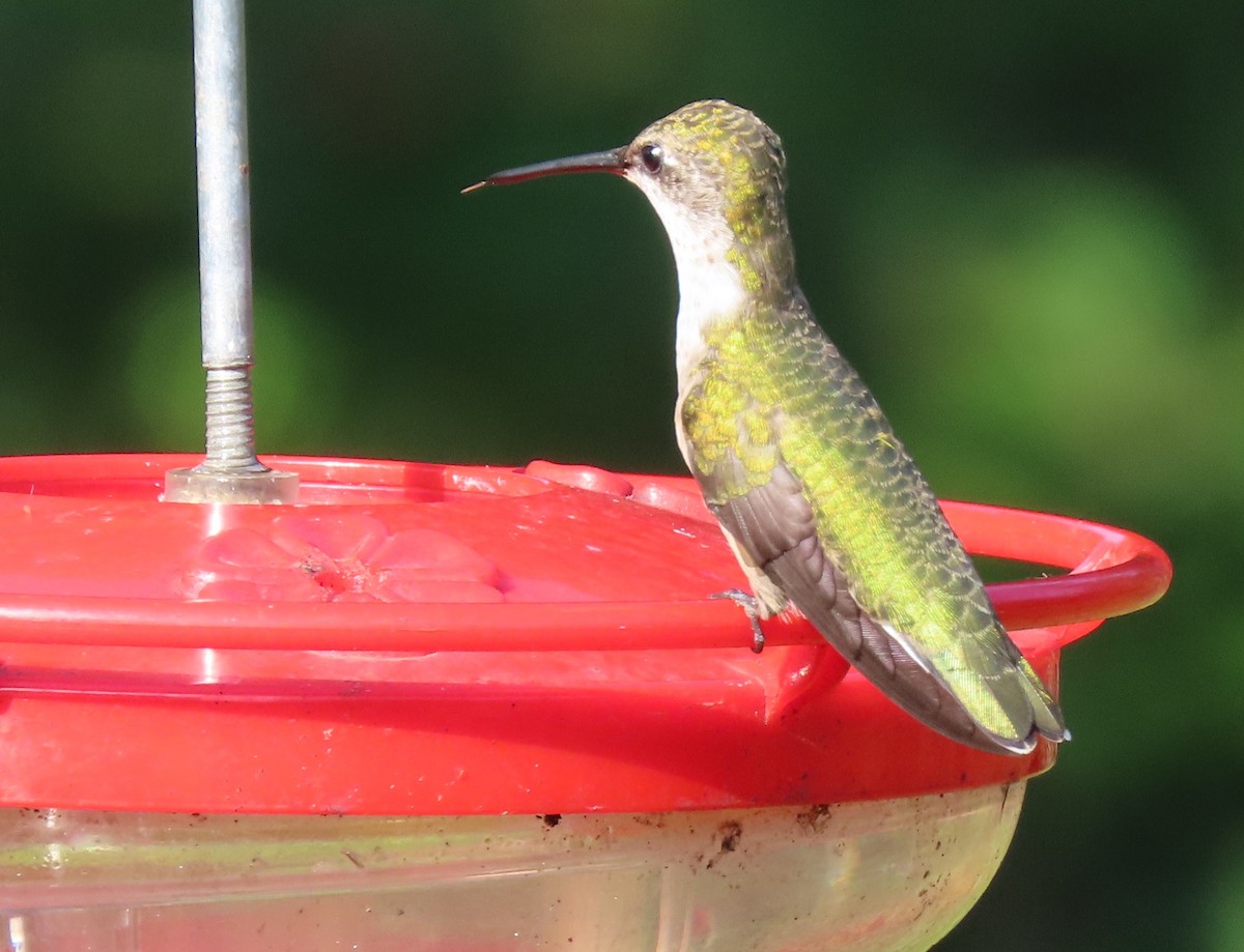 Ruby-throated Hummingbird - ML171790541