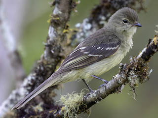  - Small-headed Elaenia