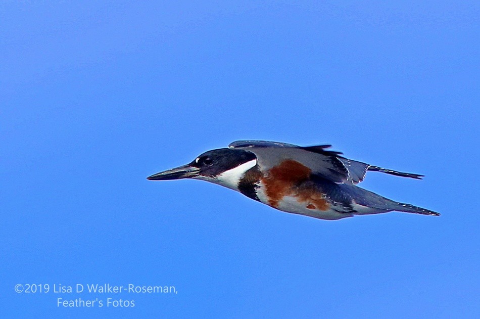 Belted Kingfisher - ML171795511
