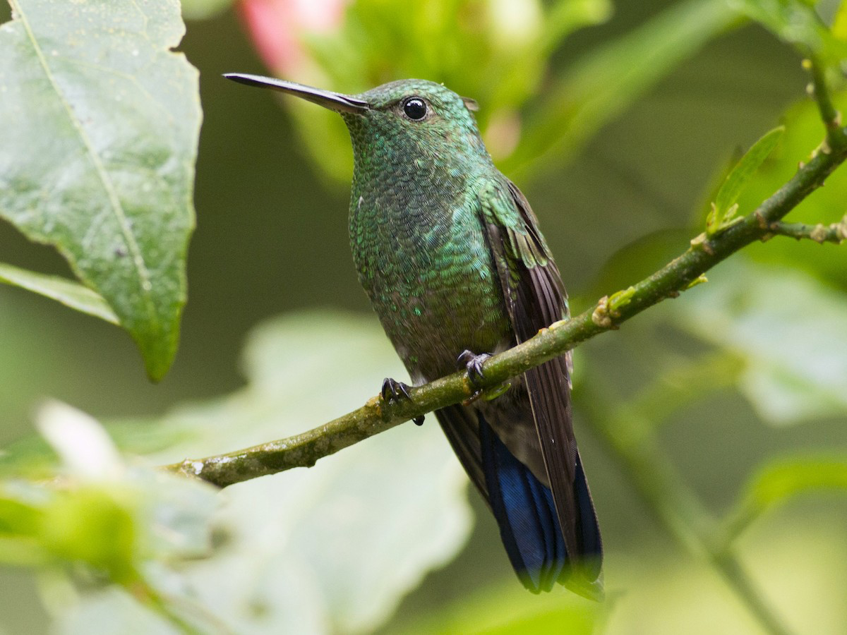 Blue-vented Hummingbird - Thomas Barbin