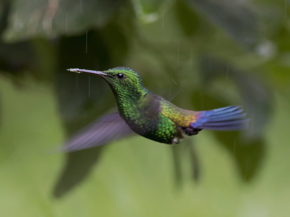 Blue-vented Hummingbird - Guillermo  Saborío Vega