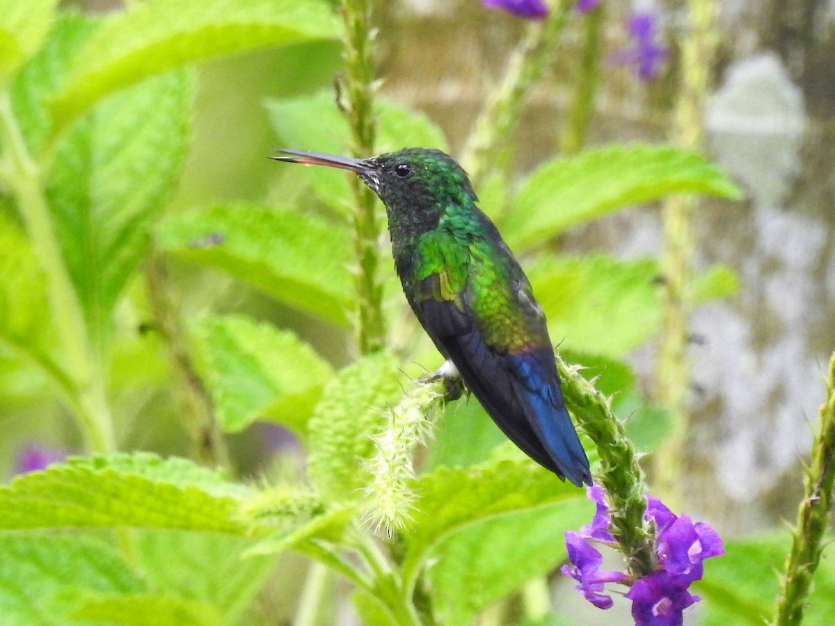 Blue-vented Hummingbird - Néstor Villalobos Rojas