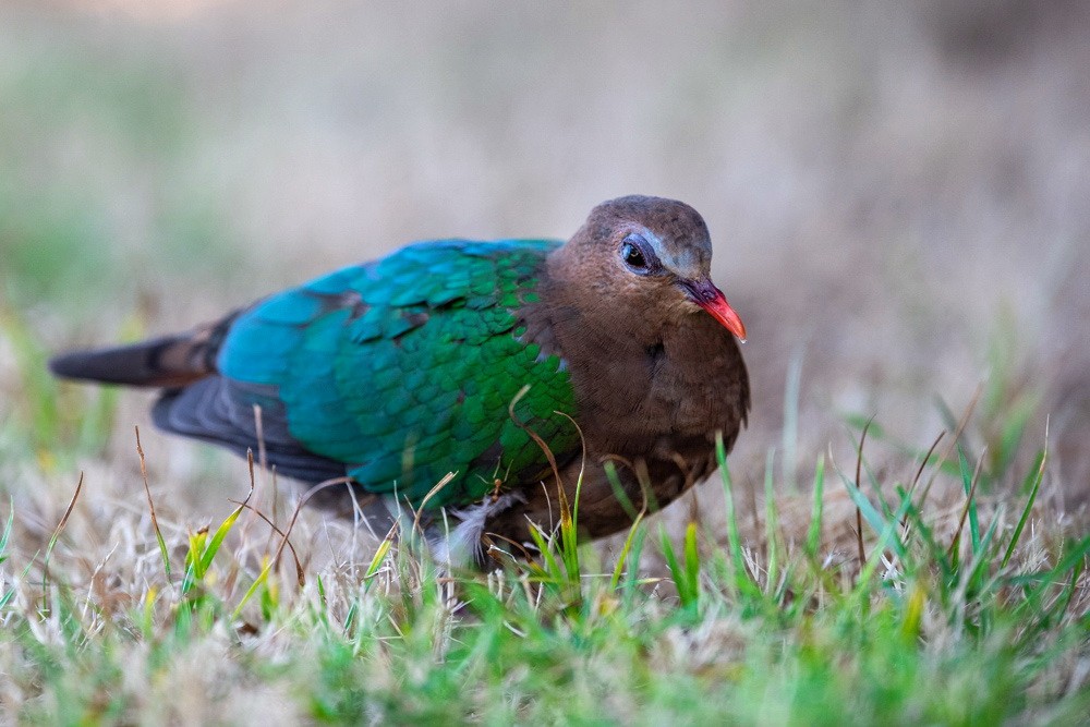 Asian Emerald Dove - Helmut Wehowsky