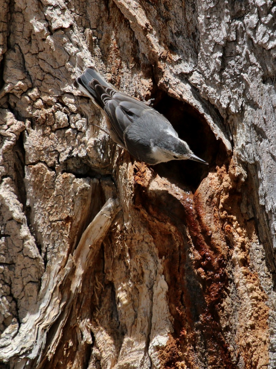 White-breasted Nuthatch - ML171799741