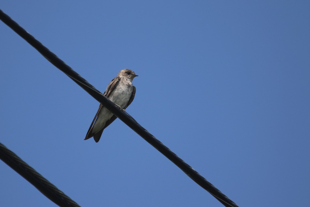Northern Rough-winged Swallow - Aaron Graham