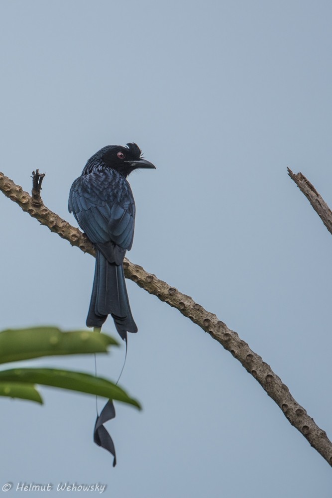 Greater Racket-tailed Drongo - Helmut Wehowsky