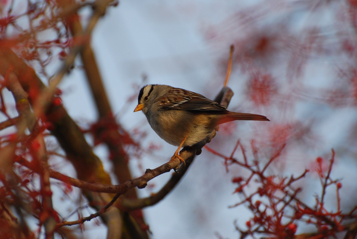 White-crowned Sparrow - ML171803271