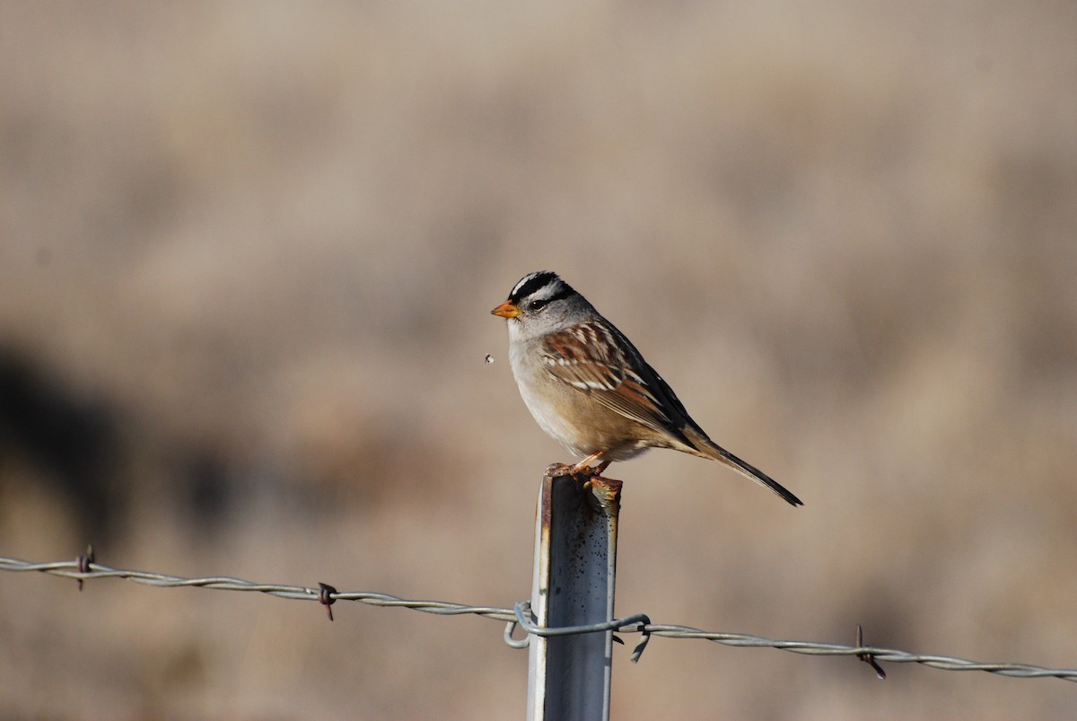 White-crowned Sparrow - ML171803291