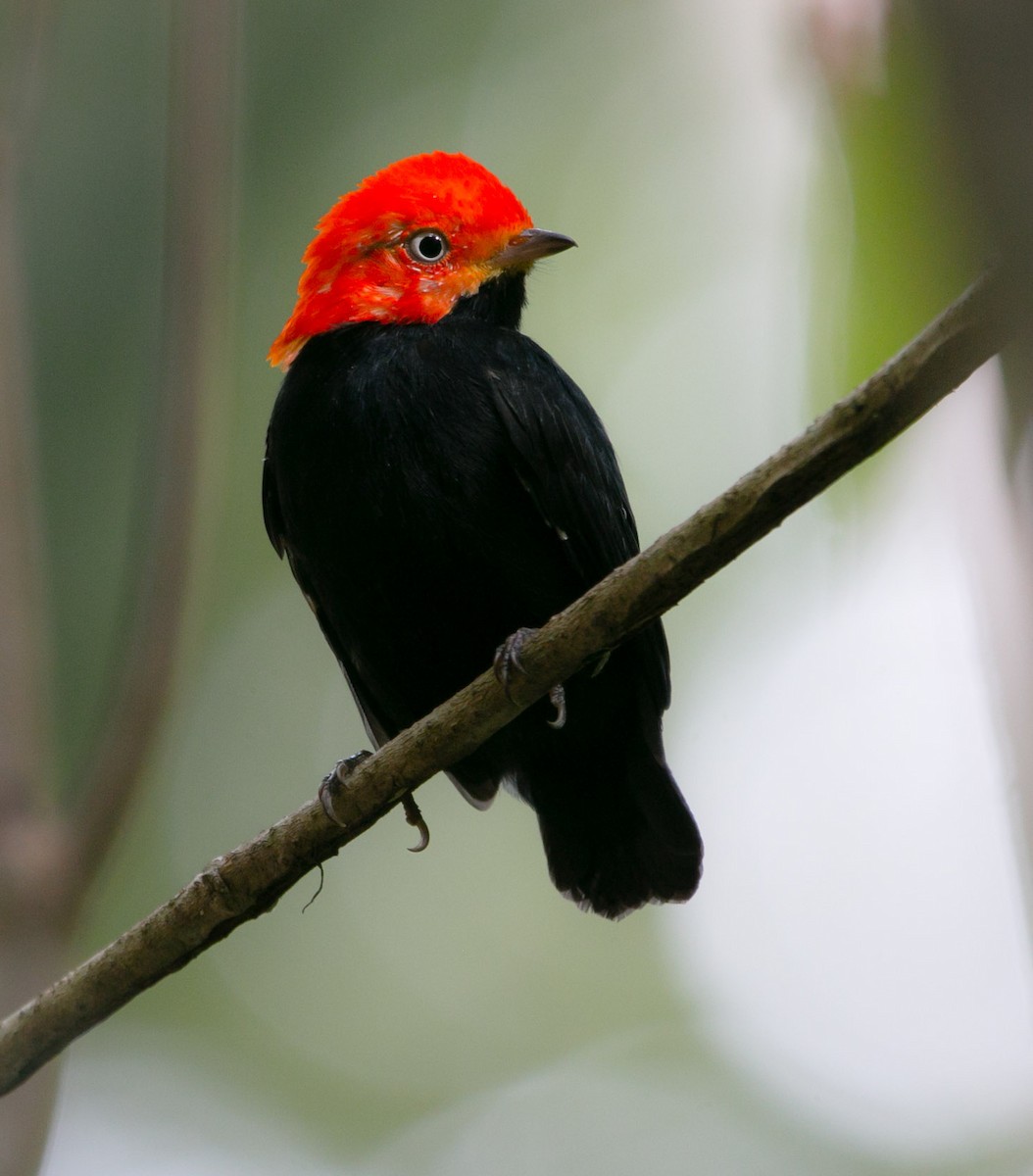 Red-capped Manakin - ML171805081