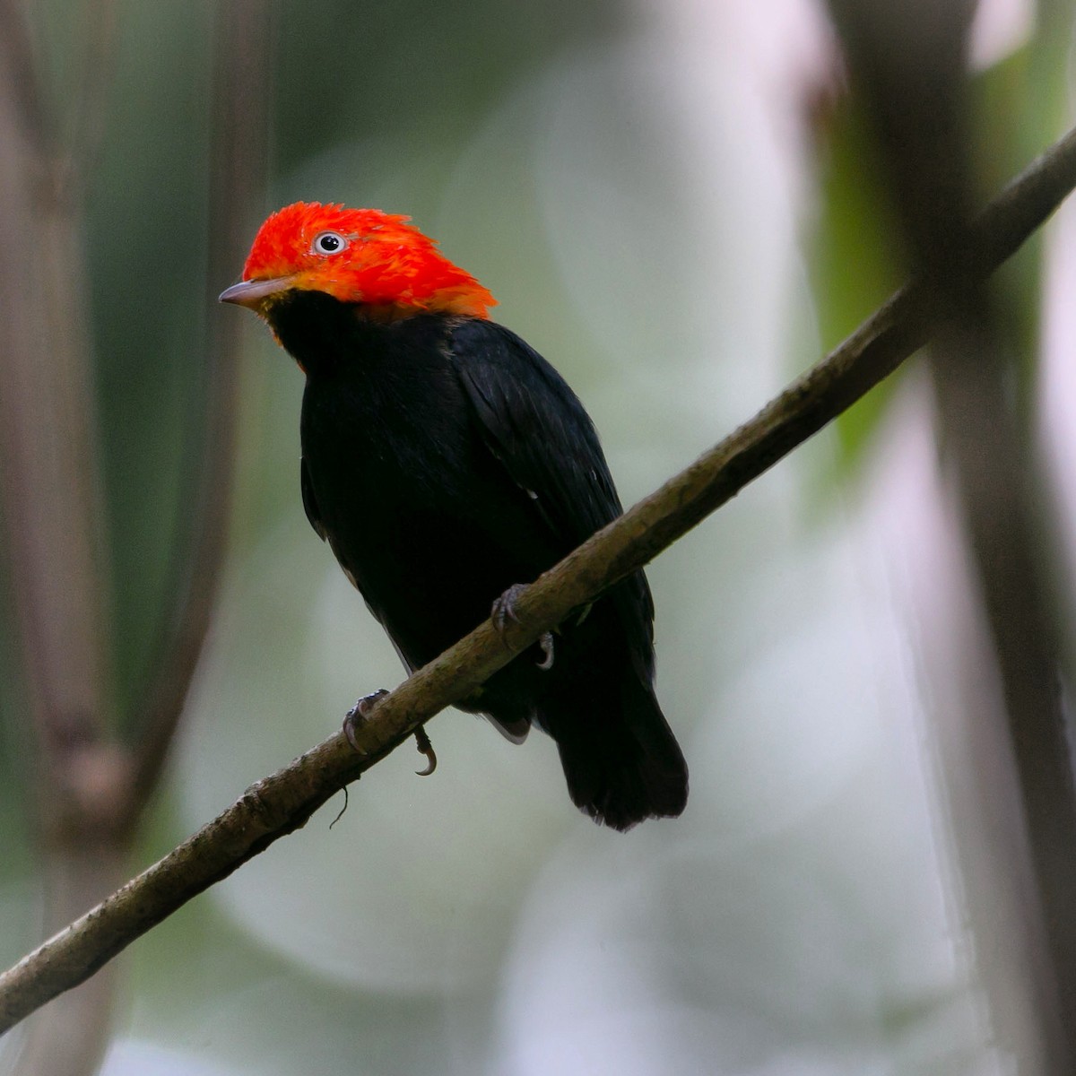 Red-capped Manakin - ML171805091