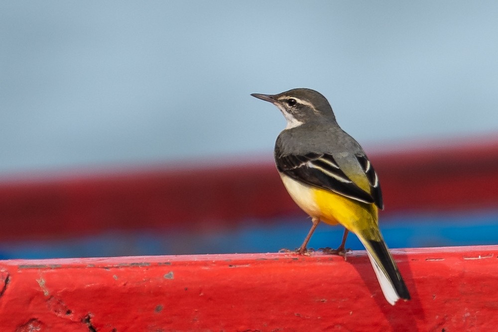 Gray Wagtail - Helmut Wehowsky